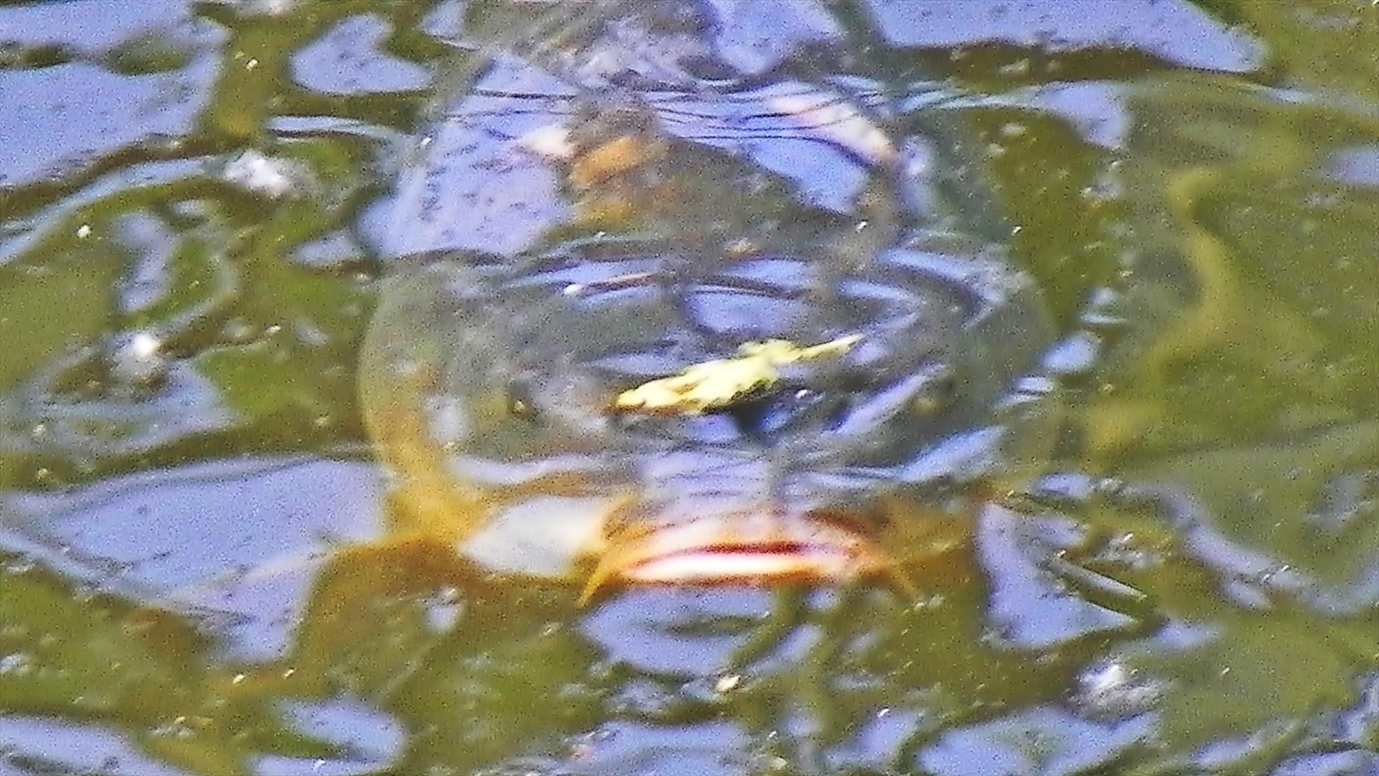 Crapmania (2) - 2011 - 1001605.JPG